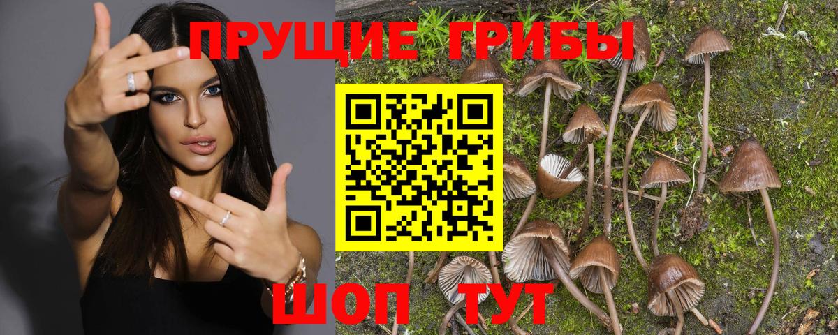 где продают наркотики  Вход с VPN  Галлюциногенные грибы Magic Shrooms  Альметьевск  Галлюциногенные грибы Psilocybine cubensis 